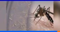 දිවයින පුරා මදුරු කීට ඝනත්වය යළිත් ඉහළට..